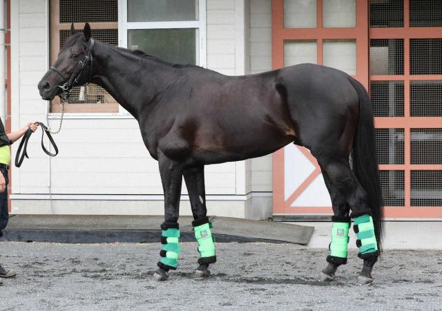 【宝塚記念】ジャスティンパレス95点　筋肉増え厚み増したトモ