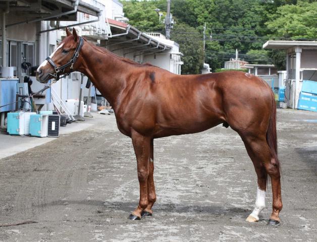 【宝塚記念】アーバンシック90点　4歳馬らしい成長度