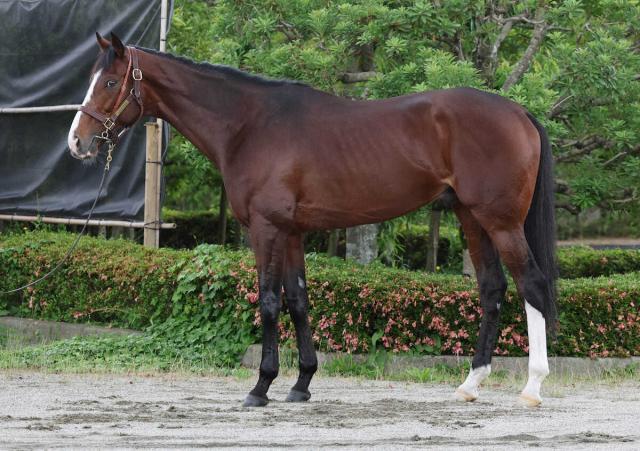 【宝塚記念】ローシャムパーク90点　有馬記念より毛ヅヤ良化