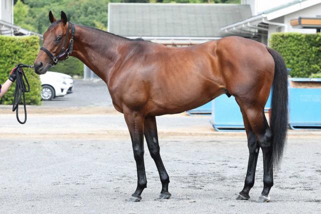 【宝塚記念】ヨーホーレイク85点　賢そうな耳魅力的