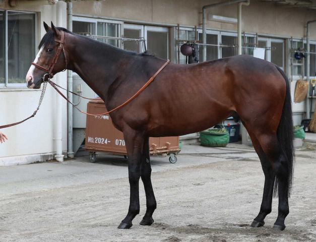【宝塚記念】ダノンベルーガ80点　腹周りに余裕あり