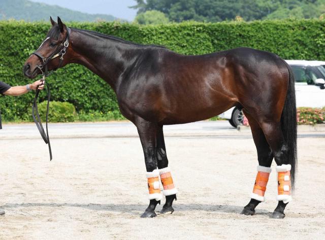 【宝塚記念】ショウナンラプンタ80点　緩さが長距離向き