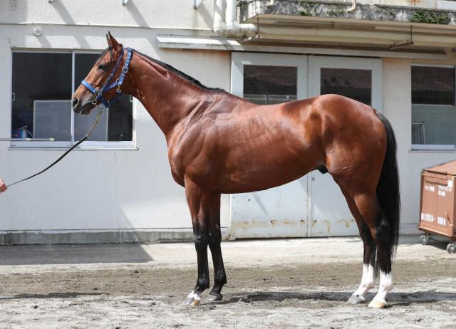 【宝塚記念】ソールオリエンス85点　首の筋肉量増えた