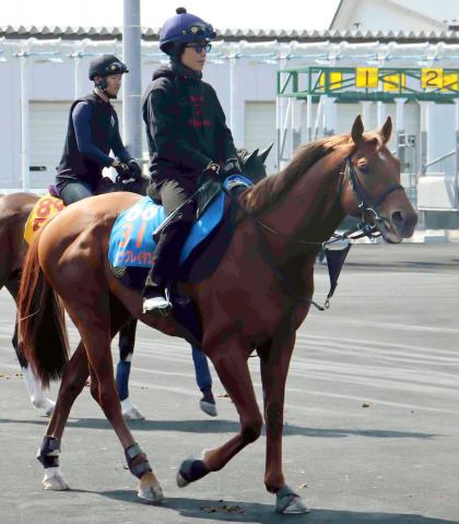 【函館スプリントS】昨年2着のウイングレイテスト　松岡正海騎手「馬体の張りは…」慎重なジャッジ