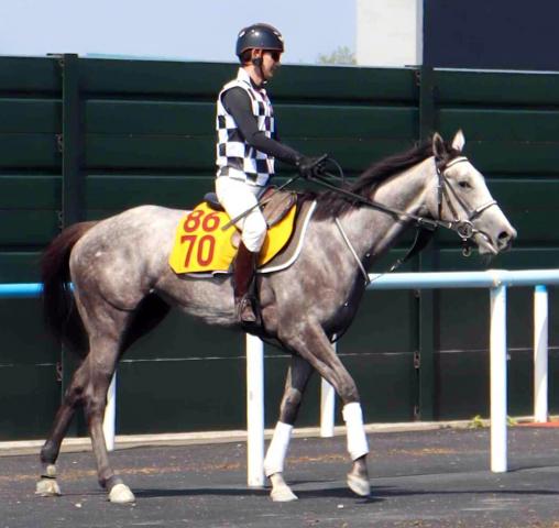 【函館スプリントS】姉が1200メートルで重賞2勝のカピリナ　陣営「抽選が通るように祈っておきます」