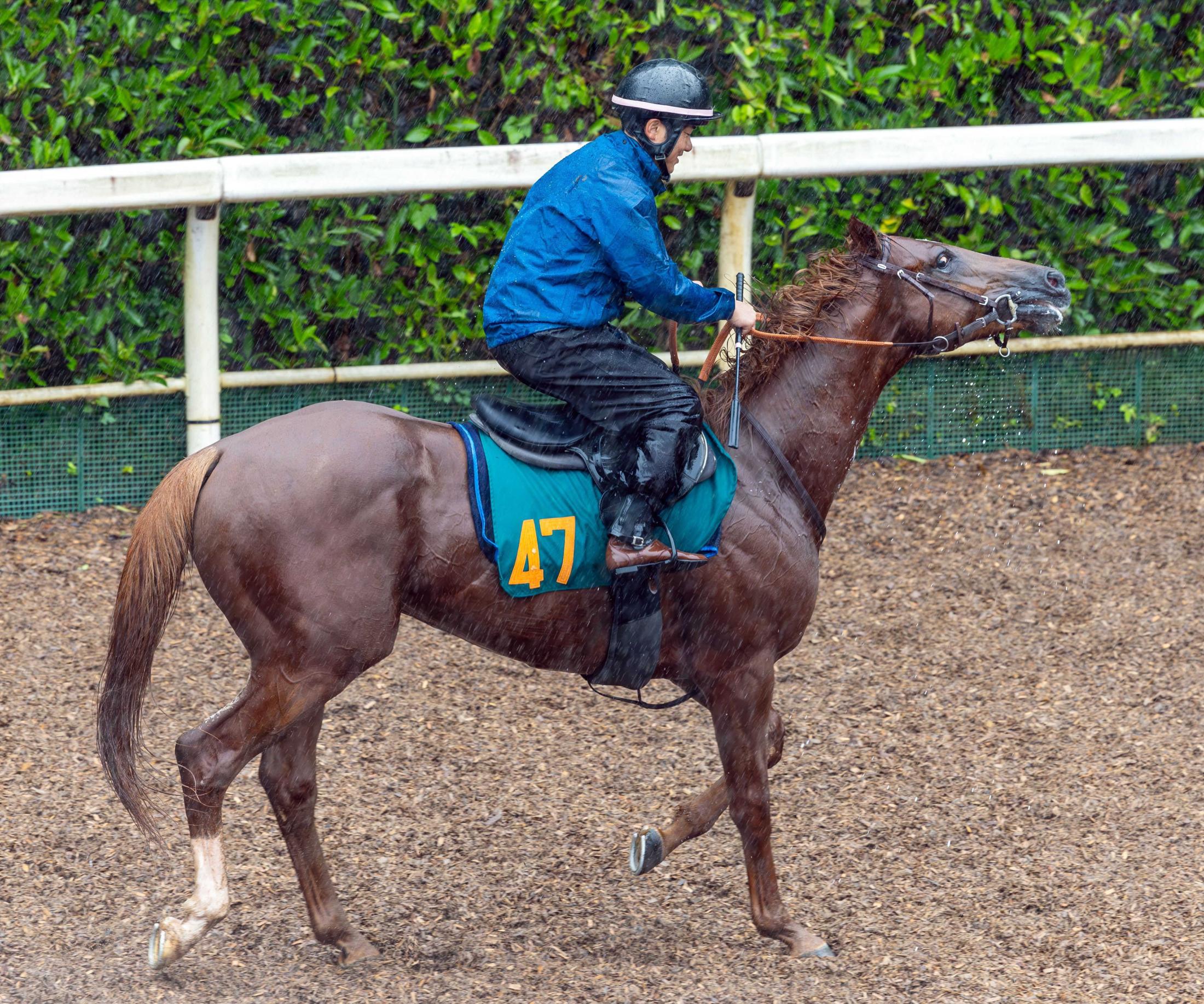 【新馬戦】サレジオ　宝塚デー出世レースで注目馬初陣　「２歳にしてはしっかりと落ち着いている」