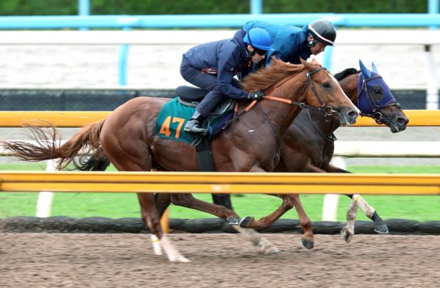 【POG】素質の高い関東馬サレジオのデビュー戦に注目　ルメール騎手「初戦から楽しみです」