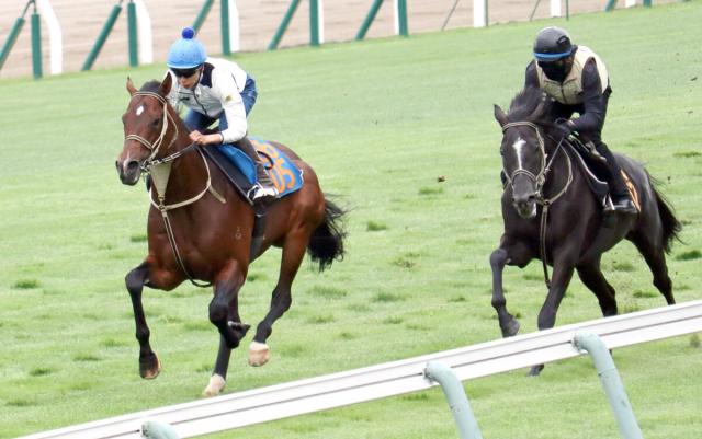 【函館スプリントS】芝に初挑戦するインビンシブルパパ　横山武史騎手「個人的には芝をうまくつかめていたし、大丈夫かな」