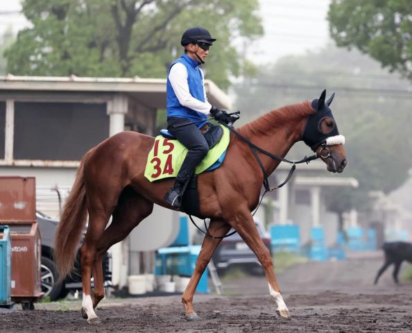 【POG】良血馬ダーリングハーストが道悪のWコースでもラスト11秒4　国枝調教師「ずいぶんしっかりしてきた」