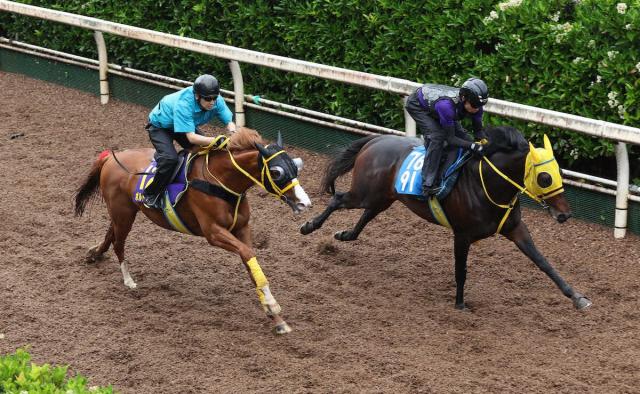 【宝塚記念】ボルドグフーシュ　坂路4F53秒5　馬場渋っても“大丈夫”