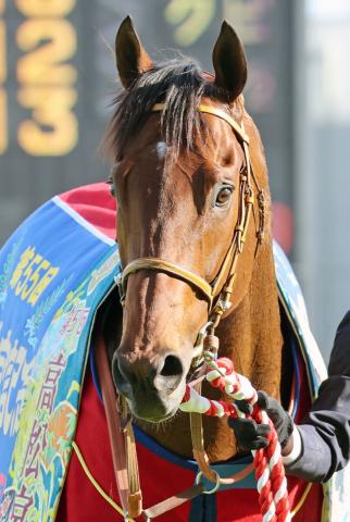 【クイーンエリザベス2世ジュビリーS】サトノレーヴがムーア騎手騎乗で追い切り　堀調教師「サポートを受けながら良い状態」