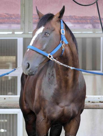種牡馬スニッツェルが安楽死　日本の代表産駒に重賞3勝ヤングマンパワー