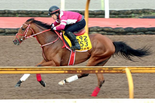 【府中牝馬S1週前】ラヴェルがCWコースで元気に一番時計　陣営「雰囲気はとてもいいですよ」