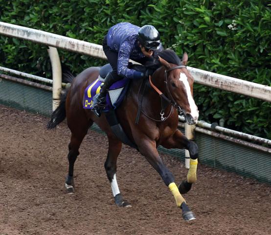 【宝塚記念】追い切り翌日のローシャムパークは運動で調整　陣営「池添さんに託します」