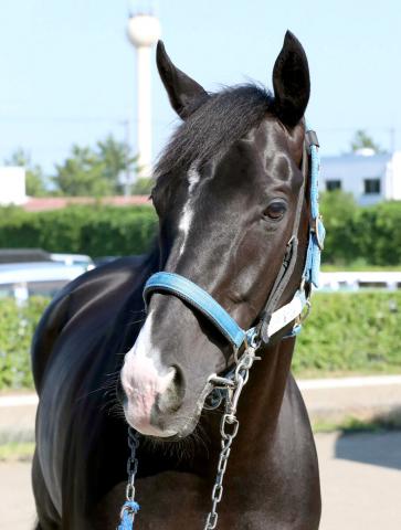 【宝塚記念】23年の菊花賞馬ドゥレッツァは坂路でパワフルな動き　尾関調教師「距離も魅力的ですね」