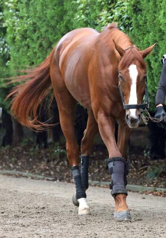 【宝塚記念】昨年の菊花賞馬アーバンシックに武井調教師「すごくいい状態」　坂路2本で態勢を整える　
