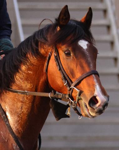 良血7歳馬ルペルカーリアが左前支持靱帯損傷で引退…種牡馬入りのオファー　母は名牝シーザリオ