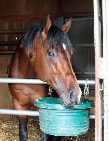 【函館スプリントS】インビンシブルパパは初芝も対応可能　陣営「ダート馬っぽいゴツゴツした感じでもない」