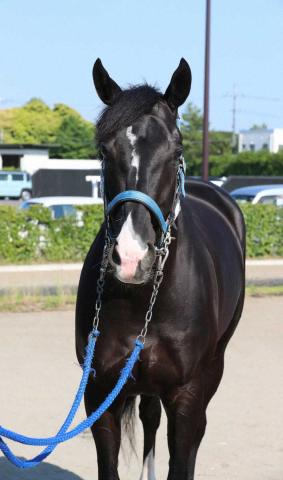 【宝塚記念】(2)ドゥレッツァ　状態維持したい　尾関師「いい雰囲気」