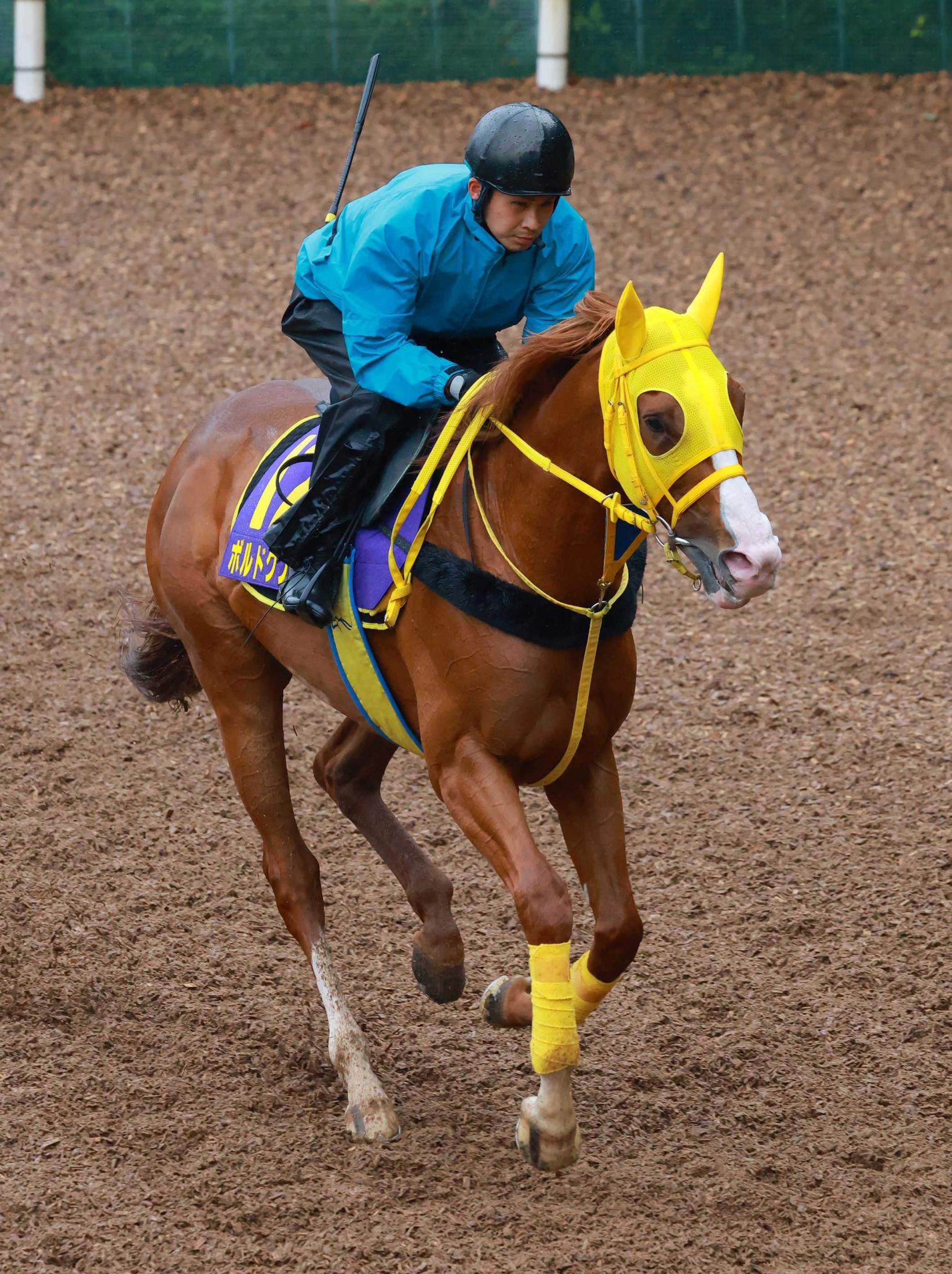 【宝塚記念】ボルドグフーシュ　Ｇ１・２着の阪神で復活Ｖだ　１年７カ月の休養明け４戦目　宮本師「戻りつつある」