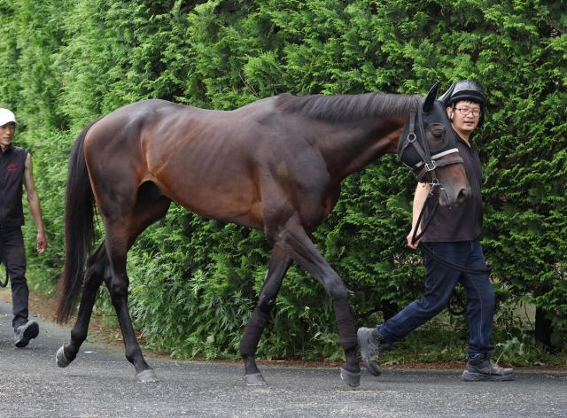 【宝塚記念】大阪杯2着のロードデルレイはCWコースで前日調整　陣営「良馬場の方がいいとは思う」