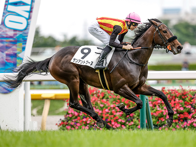 【東京6R新馬戦結果】ドレフォン産駒サンアントワーヌが4馬身差でV