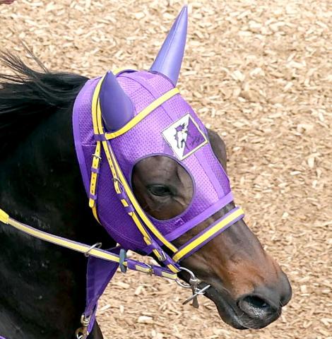 【函館スプリントS】コースレコード決着が…ペアポルックス5着で松若風馬騎手「時計が速く、枠の差が出た」
