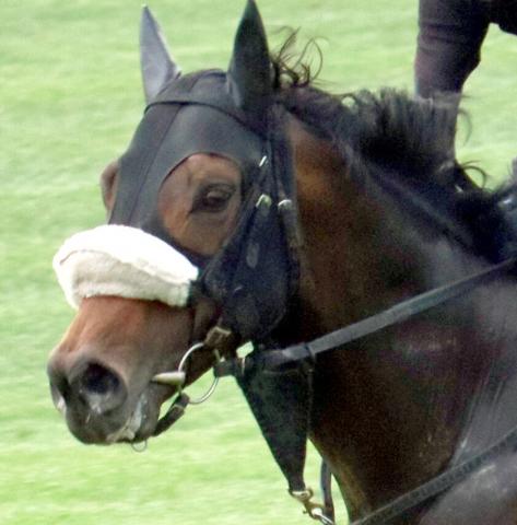 【函館スプリントS】芝初挑戦のドンアミティエが3着争い制す　丹内祐次騎手「洋芝じゃなくてもやれるかも」