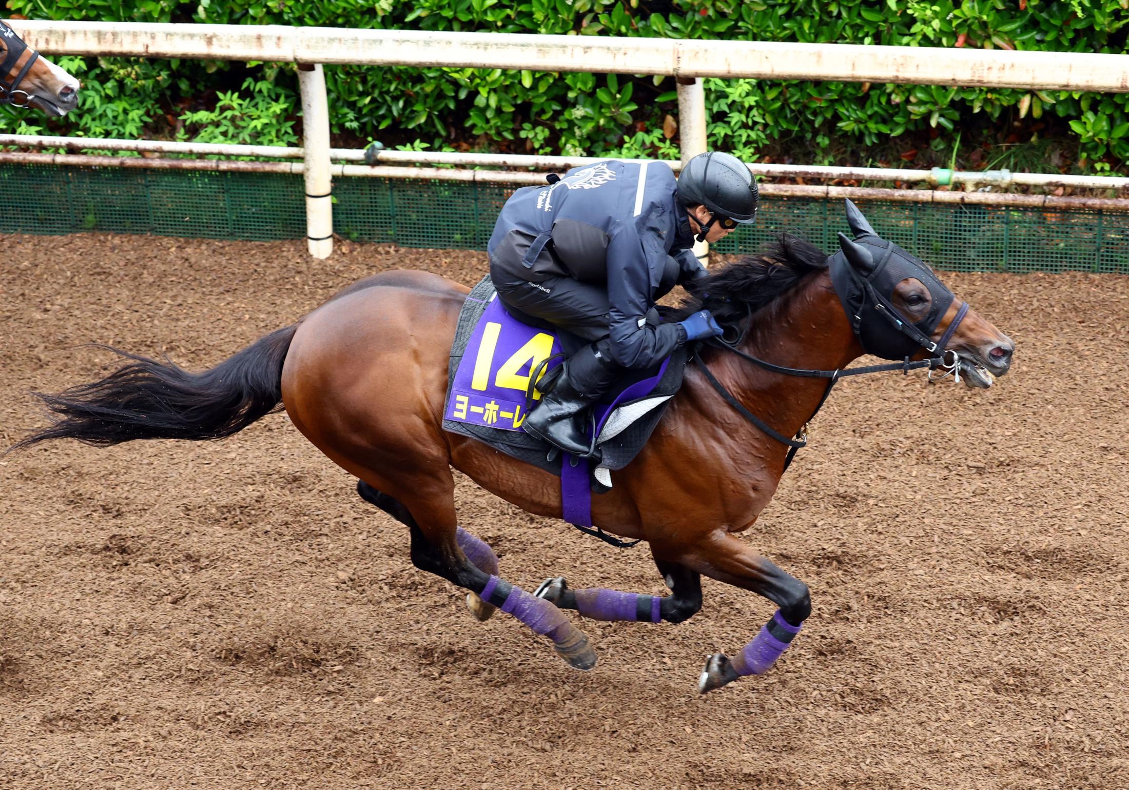 【宝塚記念】ヨーホーレイク　脚元は大丈夫　友道師は重馬場を歓迎「パワーがあるので、少ししぶった方がいい」