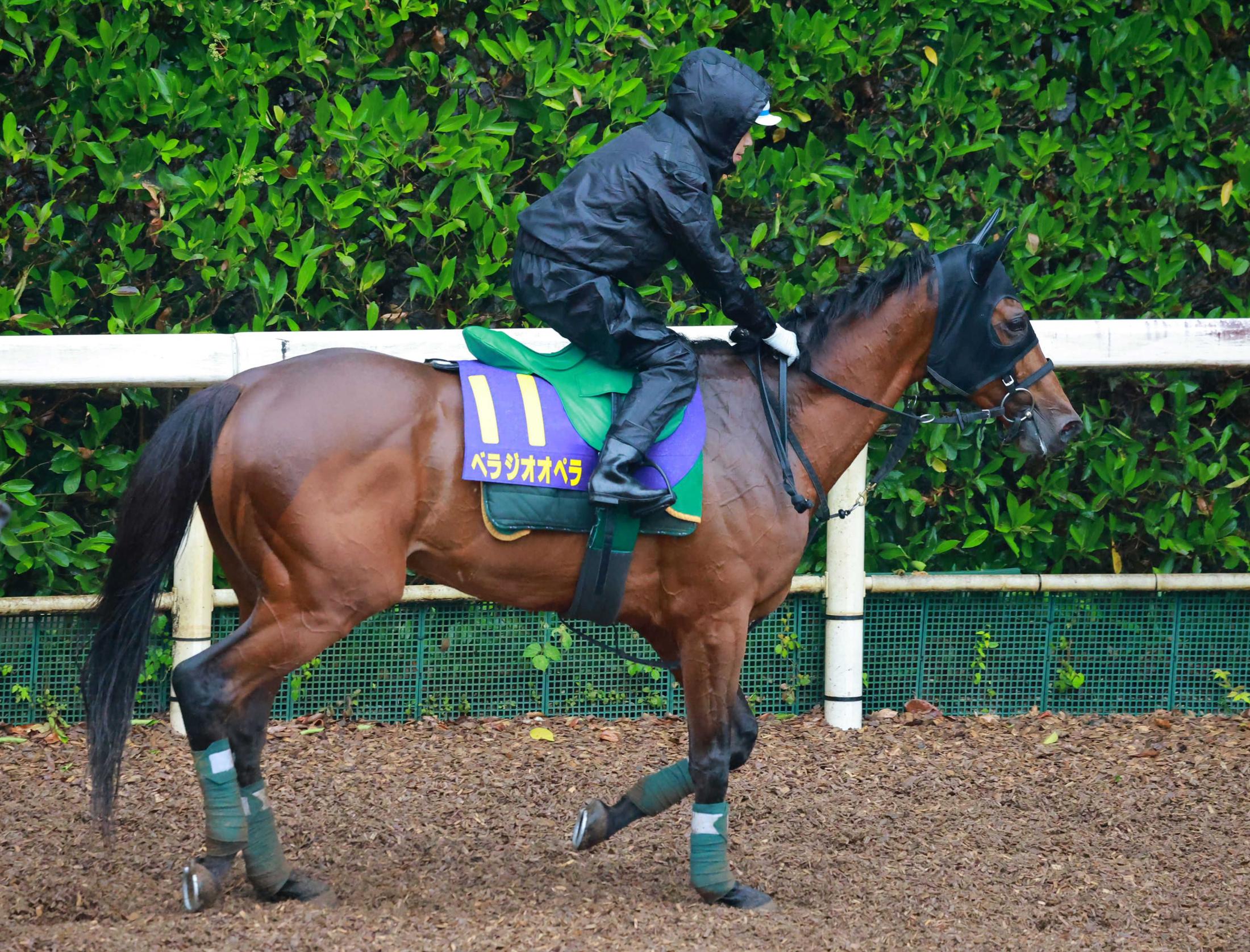 【宝塚記念】ベラジオオペラ　馬場悪化も問題なし　１枠１番に上村師「良馬場なら絶好の枠（笑）でも小細工は必要ないですね」