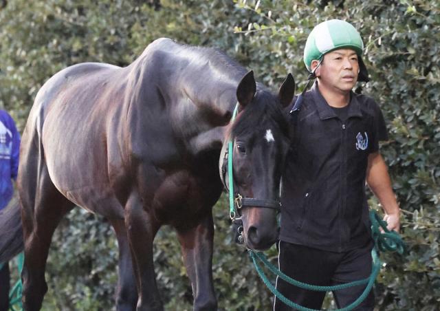 芝中長距離で重賞2着4回の9歳馬マイネルウィルトスが安楽死…疝痛再発から腸炎発症で容体が悪化