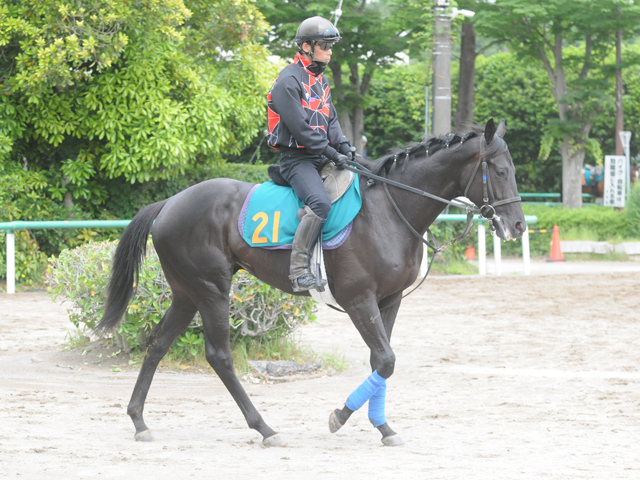 クロワデュノールの全弟チャリングクロス 奥村武師「調教量十分で動きも悪くない」/関東馬メイクデビュー情報