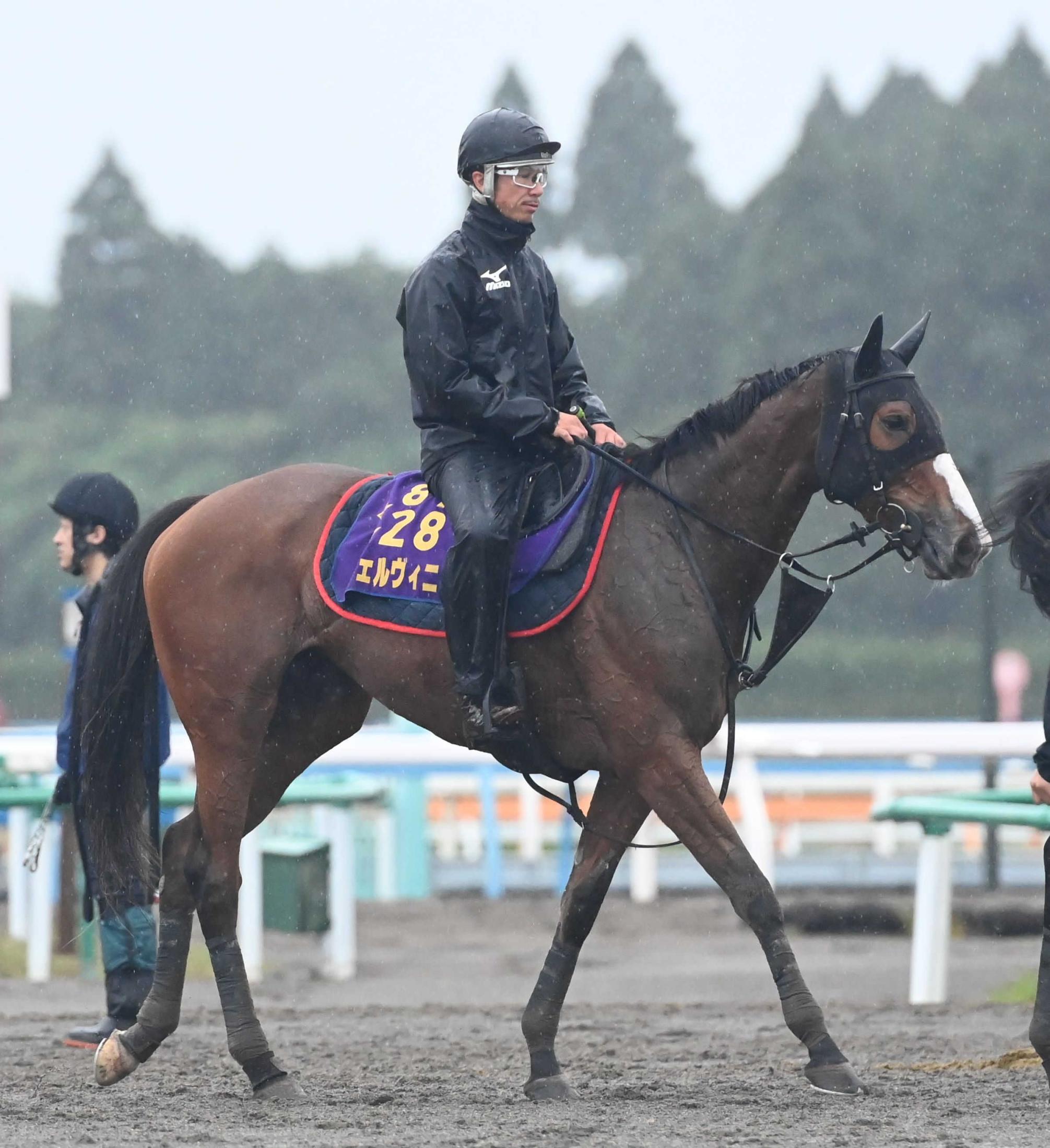 【しらさぎＳ】チェルヴィニア　輝き取り戻す　久々のマイル戦に太田助手「最後で一生懸命に走れるように」