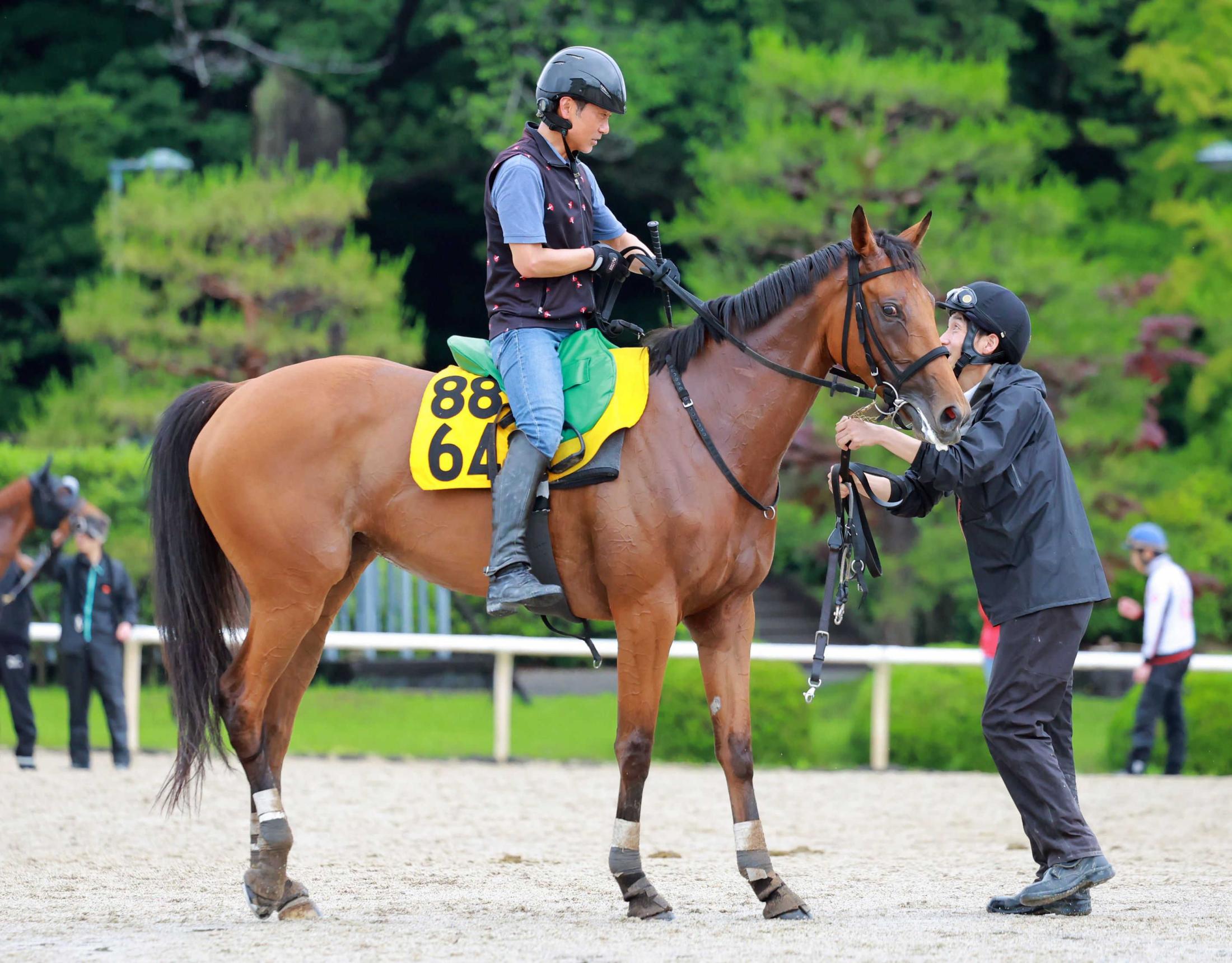 【府中牝馬Ｓ】セキトバイースト　先行に活路　重賞初勝利へ前走快勝の勢いそのままに　井上助手「いい動き」