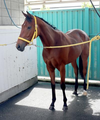 【POG】兄2頭が短距離でJRA勝利のラインカシウス　陣営「バネがあって前向きさがある」
