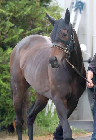 【府中牝馬S】ラヴァンダはハンデに不満　中村調教師「ちょっとハンデが厳しいですね」