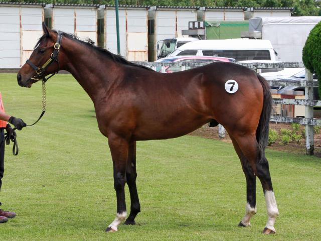 九州産馬が熱い！ 九州1歳市場で史上最高売上、最高価格はアレスバローズ産駒の2頭