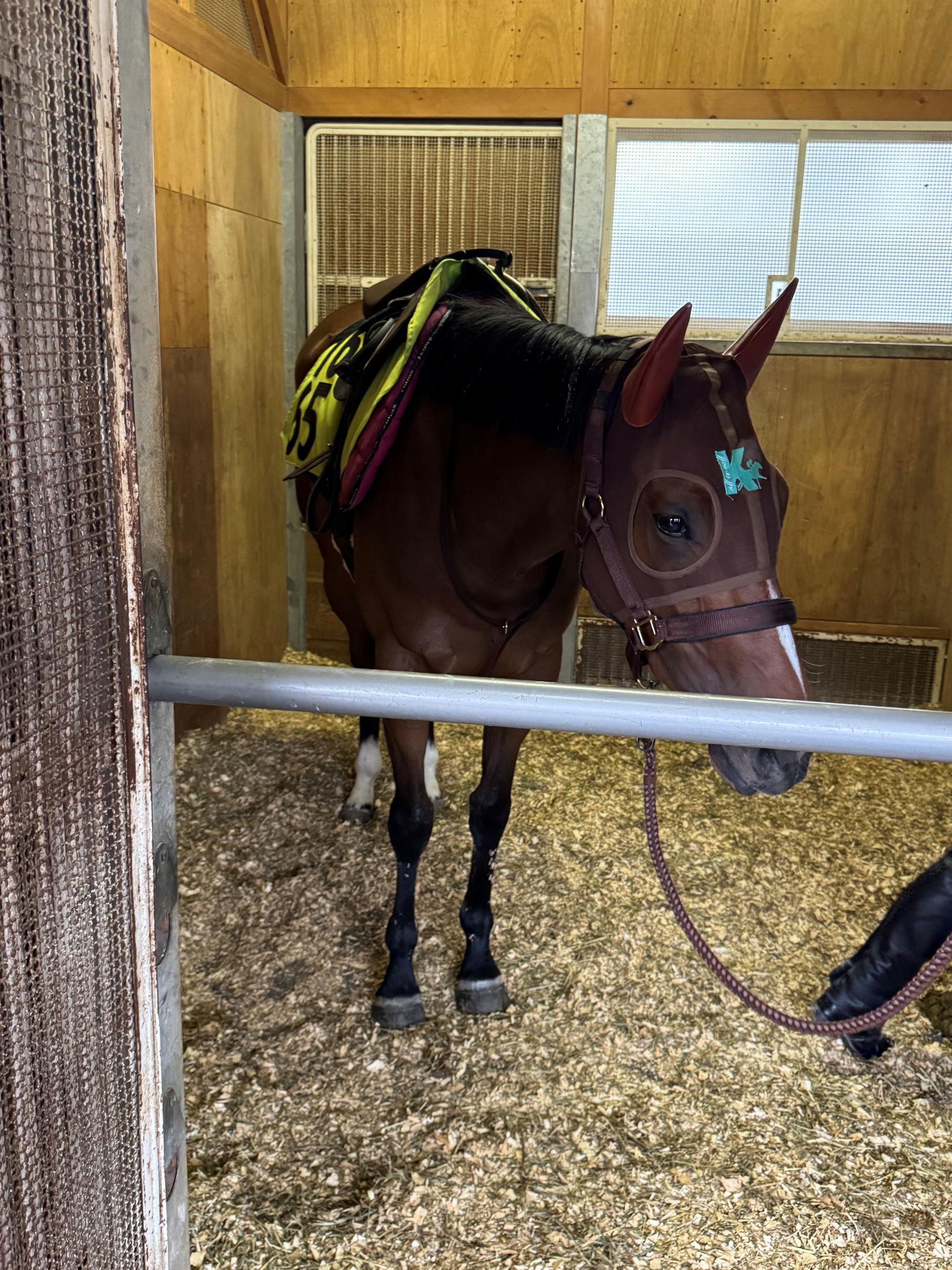 【新馬戦】スカイピア　武豊と狙う初陣Ｖ　父は欧州のマイルＧ１・５勝のパレスピア　陣営「気性も前向きで、新馬向き」