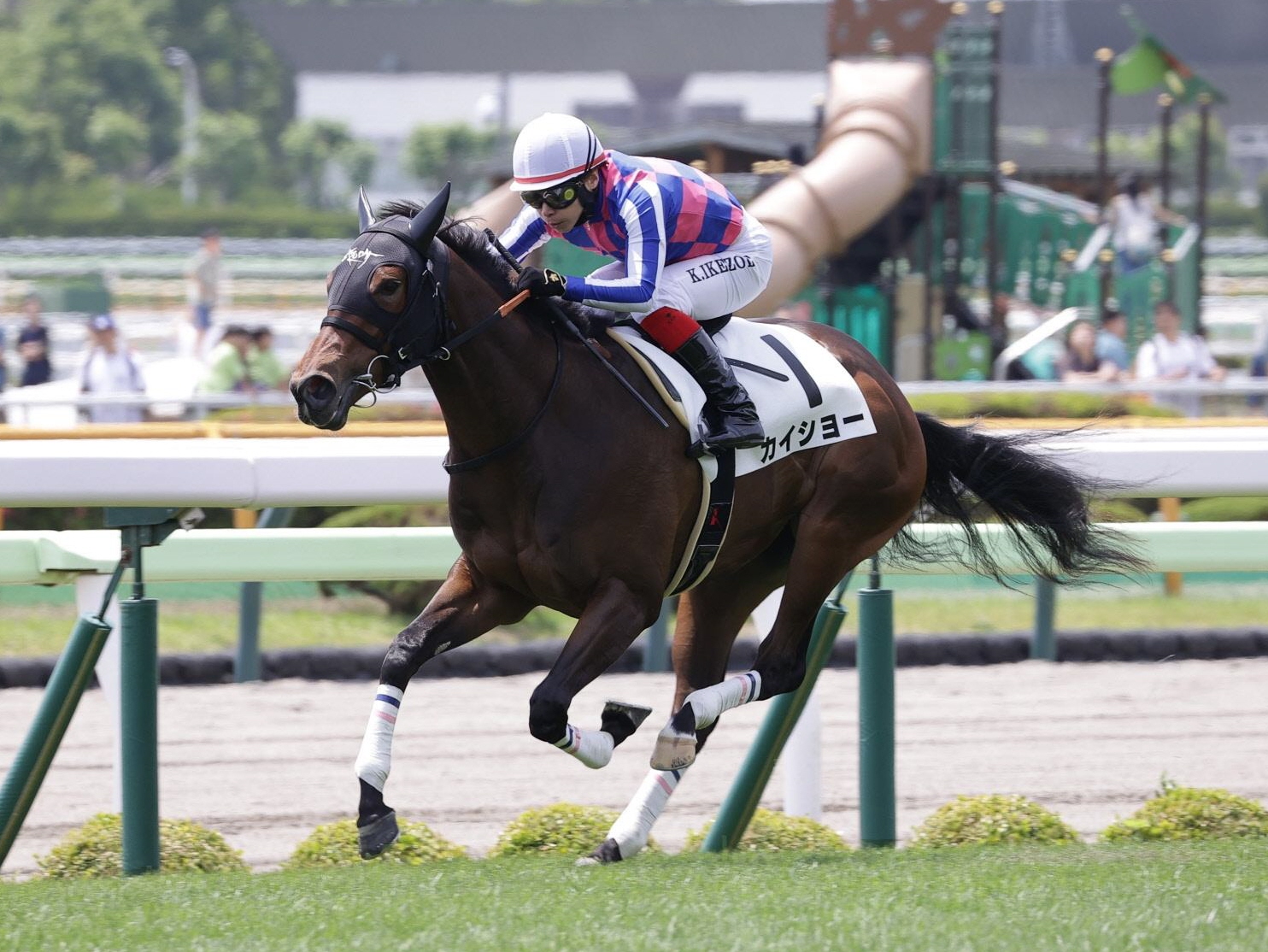 カイショーは函館２歳Ｓを目標に