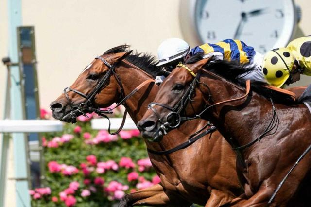 追い比べの末、ドックランズ（左）がロザリオンに競り勝つ（C）Megan Coggin