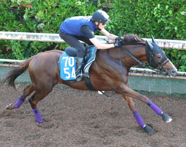 【しらさぎS】G1・2勝の名牝を母に持つ良血馬は坂路で52秒3　陣営「リズムよく走れていました」