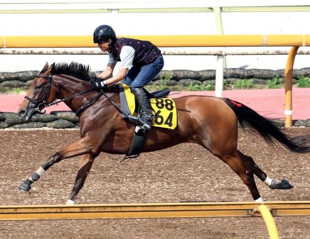 【府中牝馬S】セキトバイーストが連勝での重賞初制覇へCWコース軽快　四位調教師「状態はいいと思う」