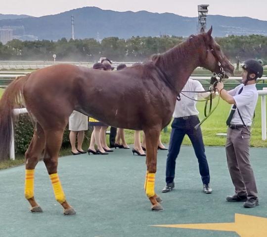 【古馬・注目馬動向】待望のオープン入り決めたシェイクユアハートは小倉記念へ