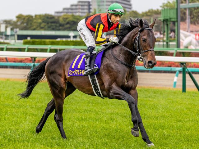 半兄は皐月賞馬のミュージアムマイル フェスティバルヒルが初陣Vなるか
