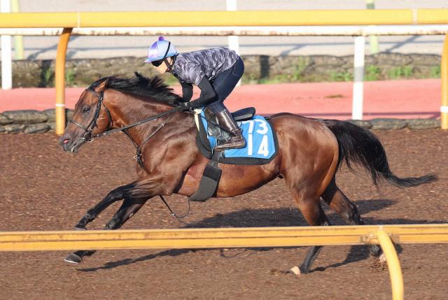 【しらさぎS】ダディーズビビッド　余力たっぷり!千田師「持ち時計はあるし、阪神は好相性」