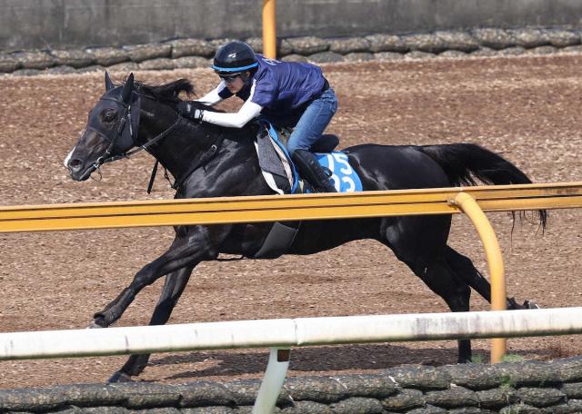 【しらさぎS】ニホンピロキーフ　ラスト伸ばした　大橋師「うまく立ち回ってほしい」