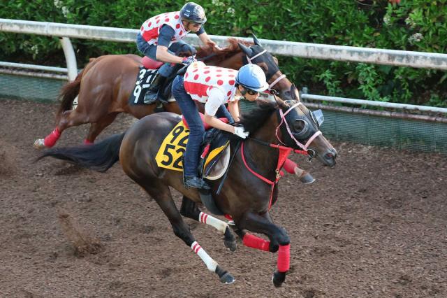【府中牝馬S】ラヴァンダ　坂路で超抜先着　中村師「東京が一番向いているのでは…」