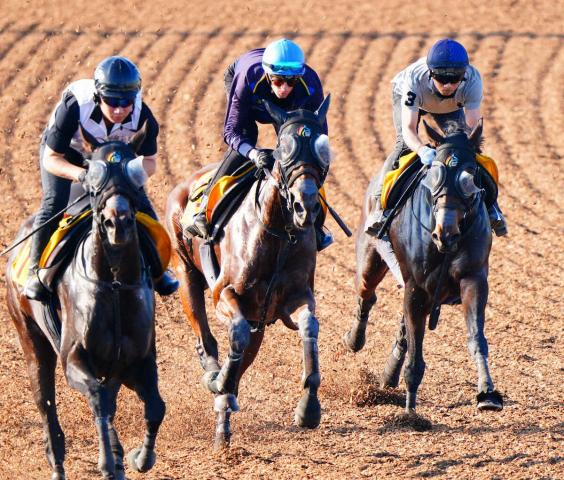 【府中牝馬S】ミアネーロは取り消し影響なし　アスコルティアーモ力強い脚さばき披露