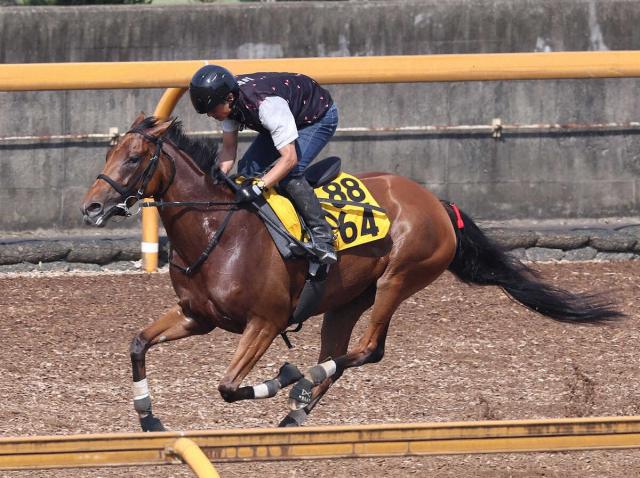 【府中牝馬S】セキトバイーストうなった!自己ベスト6F80秒8　四位師「状態がいい」