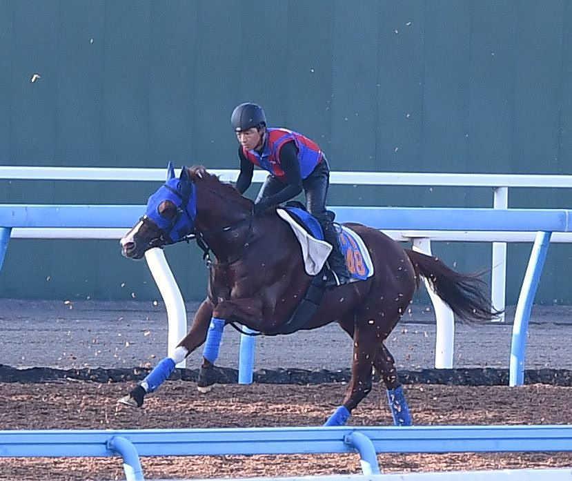 【しらさぎＳ】ダイシンヤマト　心身ともに充実期　堅実な末脚に力強さと安定感増す　戸田師「競馬の“型”できてきた」